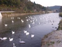夏井川の白鳥