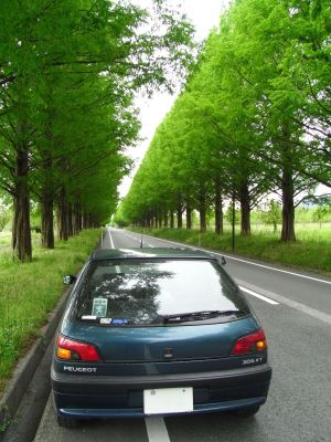 [photo:メタセコイア並木